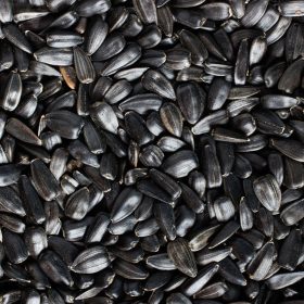 TRÓPUS 600 ml mag csomagolt napraforgó fekete