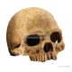 Exo Terra Primate Skull - koponya