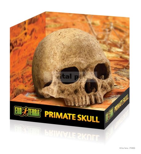 Exo Terra Primate Skull - koponya