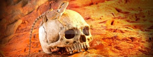 Exo Terra Primate Skull - koponya