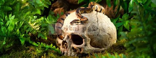 Exo Terra Primate Skull - koponya