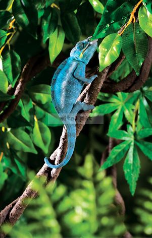 Exo Terra  műlián nagy