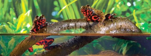 Exo Terra  műlián nagy