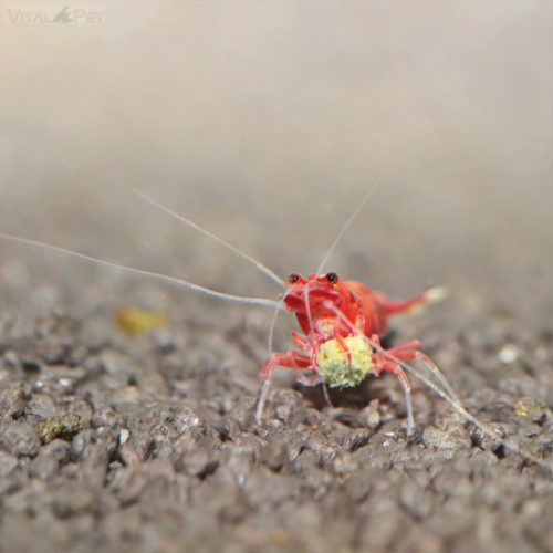 JBL Pronovo Shrimps Grano S 100ml Click 