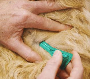 Frontline Spot On kutya "S"  2-10 kg 0,67 ml (3db, 3x0,67 ml)