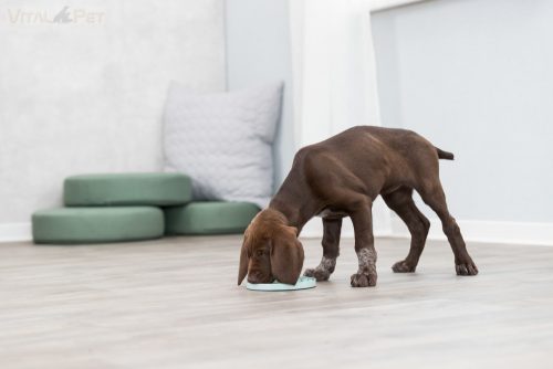 Trixie Lick'n'Snack nyalogató tál kutyáknak 15cm