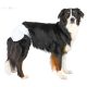 TRIXIE pelenka nadrág nőstény kutyáknak M-L csípő kerület 36-52 cm 12db