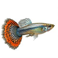 Guppiknak