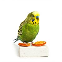 Egészség/Higiénia